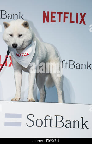 SoftBank Maskottchen Hund '' Otosan'' (Vater)-Pose für die Kameras bei einem Medien-Event, eine Allianz für die Netflix video Delivery Service in Japan am 24. August 2015, Tokyo, Japan bekannt zu geben. Vom 2. September werden SoftBank es 37 Millionen Benutzer eine Netflix Inc.-Abonnement ab 650 JPN (5,34 USD) für einen Standard SD-Plan zugreifen können. Die Unternehmen planen auch an gemeinsamen Content-Erstellung Projekten arbeiten. Bildnachweis: Rodrigo Reyes Marin/AFLO/Alamy Live-Nachrichten Stockfoto