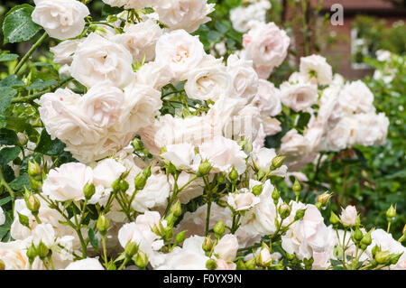 Feuchten Busch von blass rosa Rosen Blumen nach Regen Stockfoto