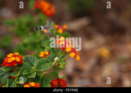 Kolibri Hawk Moth Macroglossum Stellatarum schwebt Fütterung auf Blumen von Lantana Camara. Stockfoto