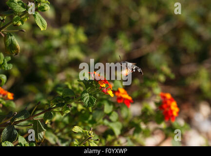 Kolibri Hawk Moth Macroglossum Stellatarum schwebt Fütterung auf Blumen von Lantana Camara. Stockfoto