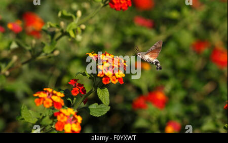 Kolibri Hawk Moth Macroglossum Stellatarum schwebt Fütterung auf Blumen von Lantana Camara. Stockfoto