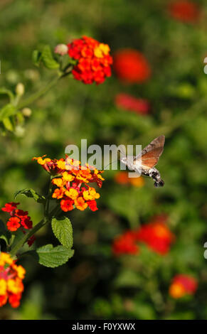 Kolibri Hawk Moth Macroglossum Stellatarum schwebt Fütterung auf Blumen von Lantana Camara. Stockfoto