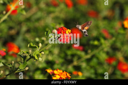 Kolibri Hawk Moth Macroglossum Stellatarum schwebt Fütterung auf Blumen von Lantana Camara. Stockfoto