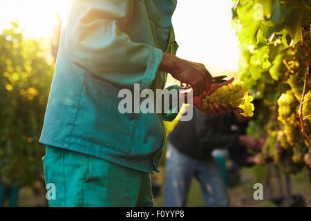 Arbeitnehmer, die im Weinberg schneiden Trauben von Reben. Menschen, die Ernte der Trauben während der Weinlese im Weinberg. Hände im Fokus Stockfoto