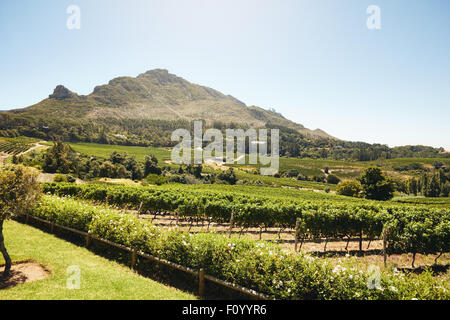 Grün kultivierten Feldern mit Trauben ernten für die Weinbereitung Industrie. Traube Landwirtschaft für das Weingut. Reihen von Reben im Weinberg w Stockfoto