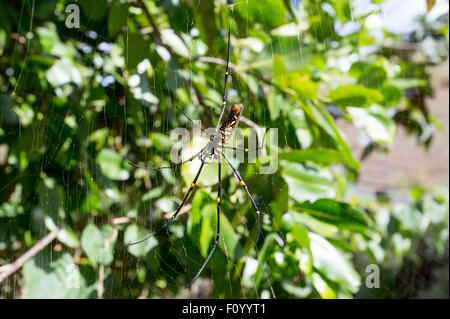 Close up Portrait of golden Orb Weaver oder Riesen Holz Spinne oder Bananenspinne (Nephila Pilipes) auf der in der Natur, ventrale Ansicht Stockfoto