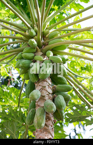 Unreife viele grüne Papaya-Baum bunch Früchte, Nusa Penida, Bali, Indonesien Stockfoto