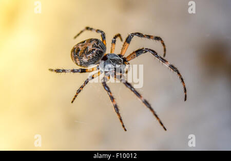 Eiche Spinne (aculepeira Ceropegia, Syn. araneus ceropegia), weiblich, Schleswig-Holstein, Deutschland Stockfoto