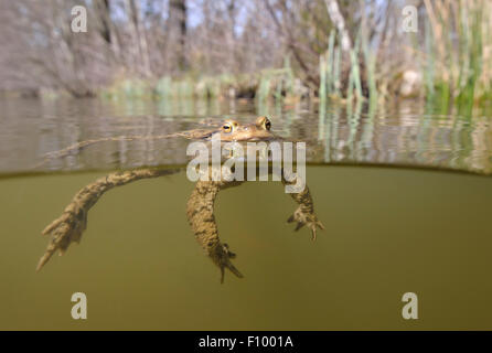 Gemeinsamen Kröte (Bufo Bufo) männlich schwimmt auf der Oberfläche von einem Waldsee, Thüringen, Deutschland Stockfoto