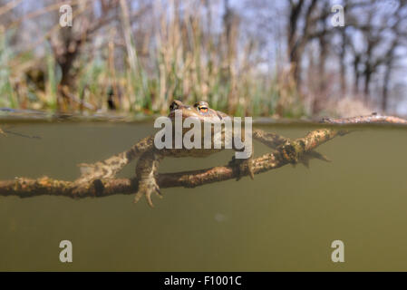 Gemeinsamen Kröte (Bufo Bufo) männlich klammerte sich an einem Ast im Wasser, Waldsee, Thüringen, Deutschland Stockfoto