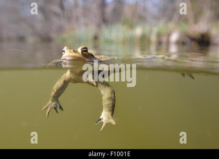 Gemeinsamen Kröte (Bufo Bufo) männlich schwimmt auf der Oberfläche von einem Waldsee, Thüringen, Deutschland Stockfoto