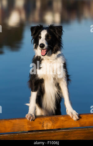 Border Collie stehend auf Bank vor einem See Stockfoto