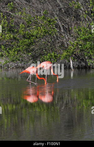 Zwei größere Flamingo Stockfoto