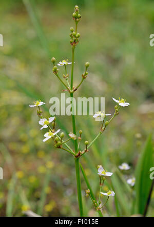 Gemeinsamen Wasser-Wegerich - Alisma Plantago-Aquatica Sumpfpflanze Stockfoto