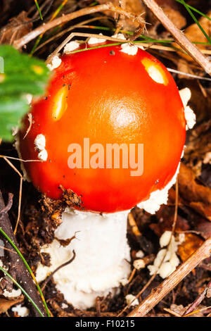 Helles Rot - erstklassige Agaric Fliegen, "Amanita muscaria Fliegenpilz'. Weiße Stiel mit einer orange rot, Kuppelförmig gesprenkelt mit weißen Flecken. Stockfoto