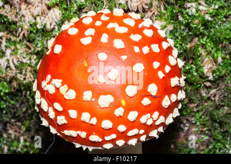 Helles Rot - erstklassige Agaric Fliegen, "Amanita muscaria Fliegenpilz'. Weiße Stiel mit einer orange rot, Kuppelförmig gesprenkelt mit weißen Flecken. Stockfoto