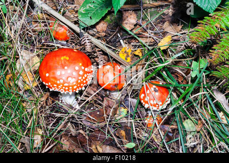 Helles Rot - erstklassige Agaric Fliegen, "Amanita muscaria Fliegenpilz'. Weiße Stiel mit einer orange rot, Kuppelförmig gesprenkelt mit weißen Flecken. Stockfoto