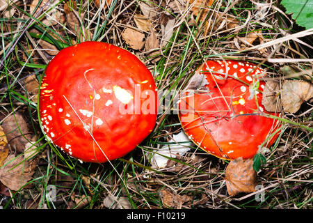 Helles Rot - erstklassige Agaric Fliegen, "Amanita muscaria Fliegenpilz'. Weiße Stiel mit einer orange rot, Kuppelförmig gesprenkelt mit weißen Flecken. Stockfoto