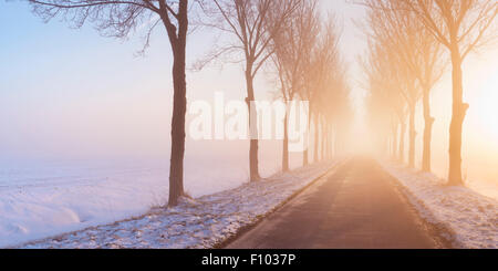 Einer geraden Straße und eine Reihe von Bäumen an einem nebligen Morgen bei Sonnenaufgang. Ein typisches Bild von der historischen Beemster Polder in der Nethe Stockfoto