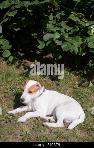 Parson Jack Russell Terrier liegend auf dem Rasen im Garten Stockfoto