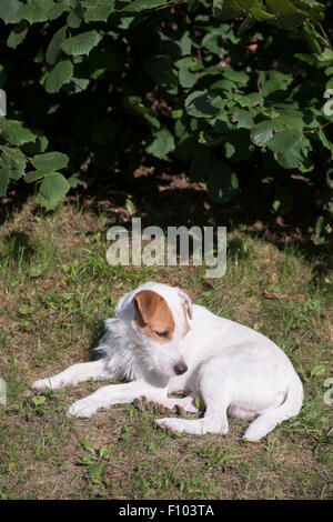 Parson Jack Russell Terrier liegend auf dem Rasen im Garten Stockfoto