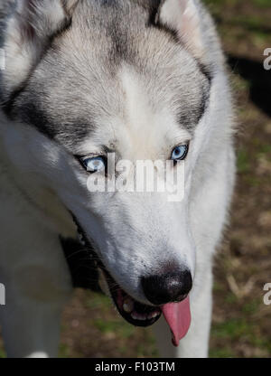 Siberian Husky Dog Portrait zeigt seine blauen Augen. Dorset, England, Großbritannien Stockfoto