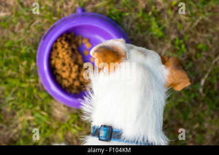 Jack Russell Parson Terrier Hund Start Essen aus der Schüssel draußen am grünen Rasen, Fütterung Stockfoto