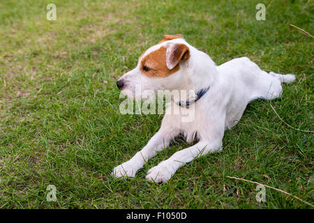 Parson Jack Russell Terrier liegend auf dem Rasen im Garten Stockfoto