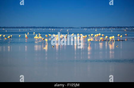 Herde von Flamingos Essen im Morgenlicht, Camargue, Frankreich Stockfoto