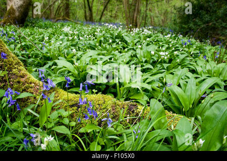 Bärlauch-Wald in Somerset, auch genannt, Alliums, Allium Ursinum, Originalersatzteile, Stoffen mit Glockenblumen im Vordergrund Stockfoto