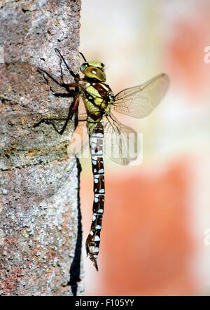 Eine südliche Hawker Dragonfly ließen sich auf eine Wand genießen Sie die Wärme der Sonne. Stockfoto