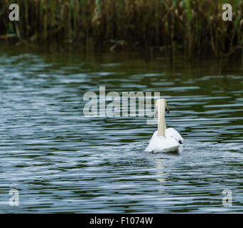 Schwäne auf dem Fluss Bann Stockfoto