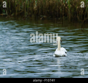 Schwäne auf dem Fluss Bann Stockfoto