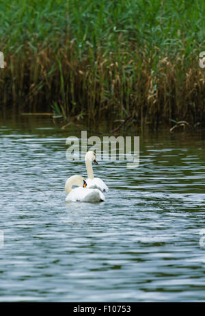 Schwäne auf dem Fluss Bann Stockfoto