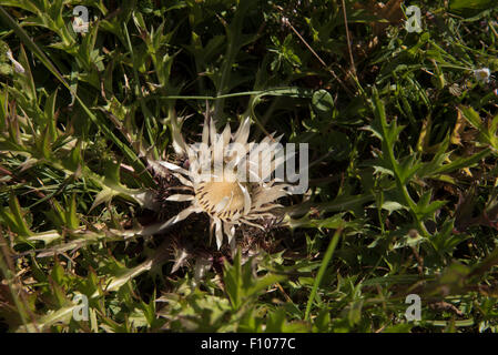 Bischofsreuter Waldhufe ist ein ehemaliges Gemeindeland verwendet als Weide in den bayerischen Hochwald mit Silberdistel wächst. Stockfoto