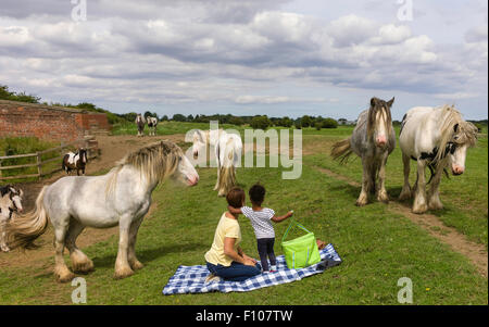 Mutter und Tochter Picknick umgeben von Pferden auf freiem Feld an einem hellen Sommertag. Stockfoto