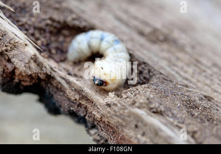 Wenig woodworm liegt auf Baum Stockfoto