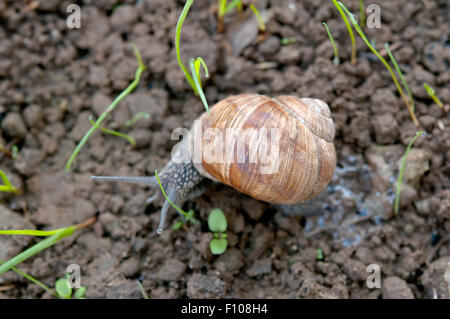 Schnecke kriecht über den Boden mit grünen Rasen Stockfoto