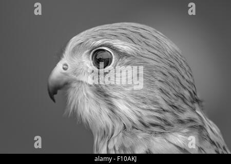 Porträt von einem Turmfalken (Falco Tinnunculus) in der Profilansicht. Stockfoto