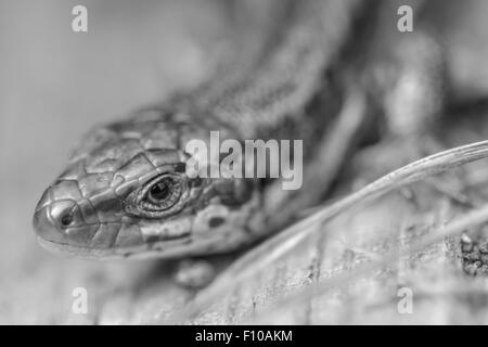 Schwarz / weiss Portrait einer gemeinsamen Eidechse. Stockfoto