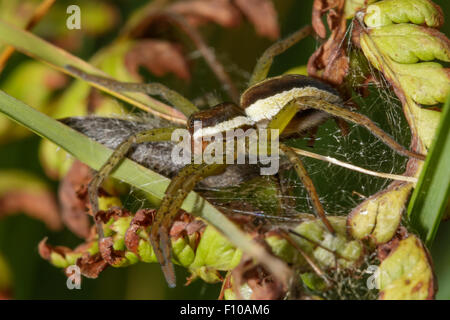 Ein Yong Floß Spinne sitzt auf ein Farn in Spinnweben gehüllt. Stockfoto