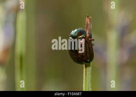 Ein Rosemary Beetle thront auf einem einzigen gebrochene Stiel. Stockfoto