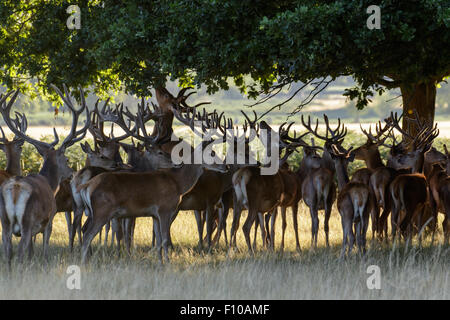 Eine Herde von Rotwild Hirsche Beherbergung im Schatten und Essen Eichenlaub. Stockfoto
