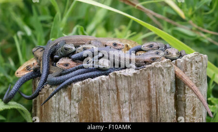 Gemeinsamen Eidechsen gebündelt auf einem Baumstamm für seine "Wärme. Stockfoto