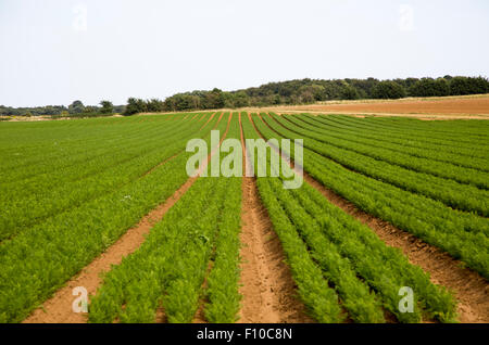 Linien der Karotten wachsen in einem Feld in Sandlings ehemaligen Heidelandschaft, Sutton, Suffolk, England, UK Stockfoto