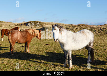 Walisische Wildpferde verwendet für die Erhaltung von Lebensräumen auf Ynys Llanddwyn Island National Nature Reserve, Isle of Anglesey, Wales, UK Stockfoto