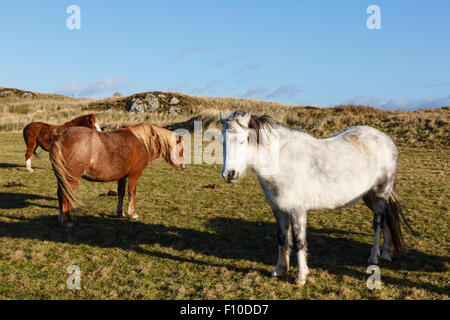 Walisische Wildpferde verwendet für die Erhaltung von Lebensräumen auf Ynys Llanddwyn Island National Nature Reserve, Isle of Anglesey, Wales, UK Stockfoto