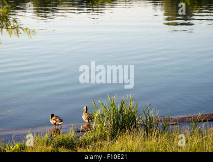 Enten am Ufer sitzen Stockfoto