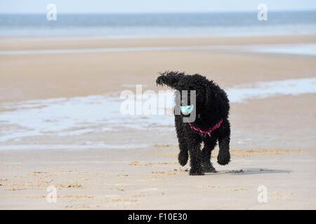 Labradoodle Hund spielen am Strand in Blackpool, Lancashire Stockfoto