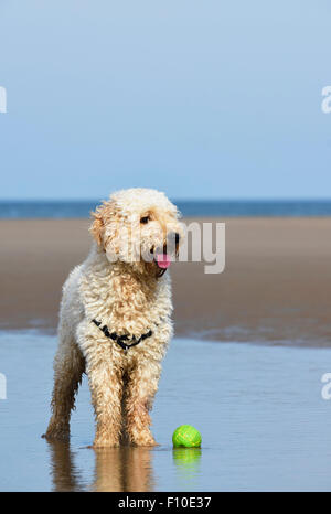 Labradoodle Hund stehen auf dem Strand von Blackpool, Lancashire Stockfoto